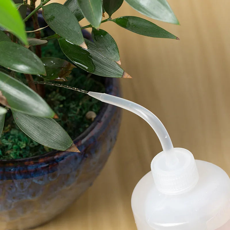 Bouteille Presseur pour Arroser les Succulentes | Bec Verseur de Précision | 250 ml