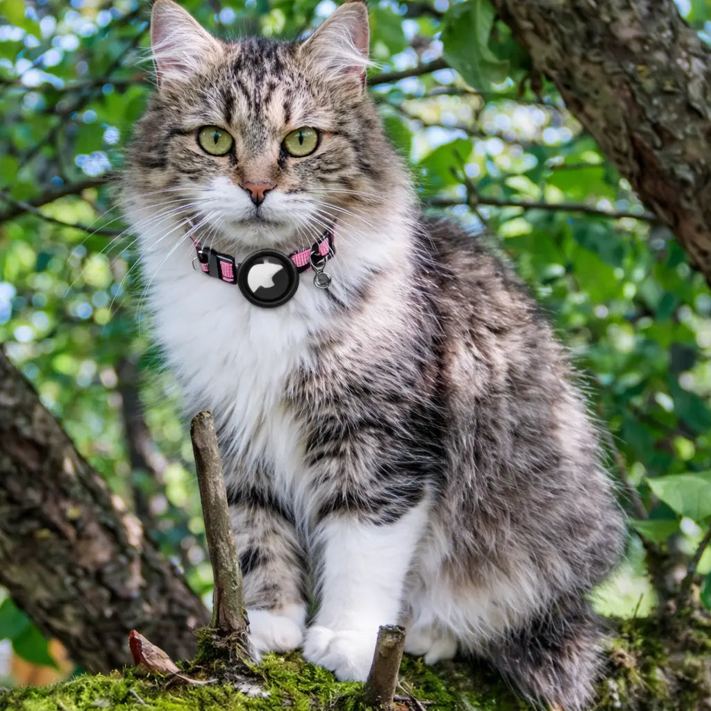 PawTrackr - Recevez des mises à jour instantanées sur la localisation de votre chat à tout moment, partout