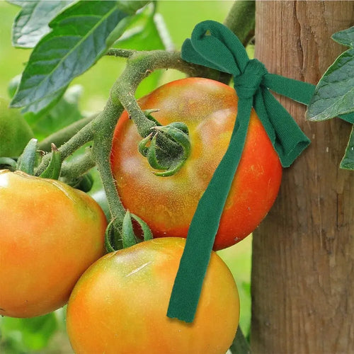 Ruban en tissu de 30 m utilisé pour tuteurer une plante sans l'abîmer