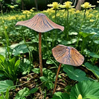 Champignons en métal rustique plantés dans un massif extérieur